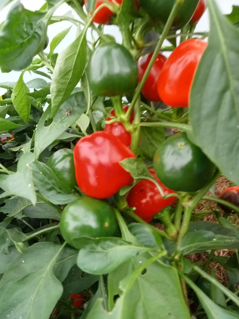 Poivron Capistrano (mini)