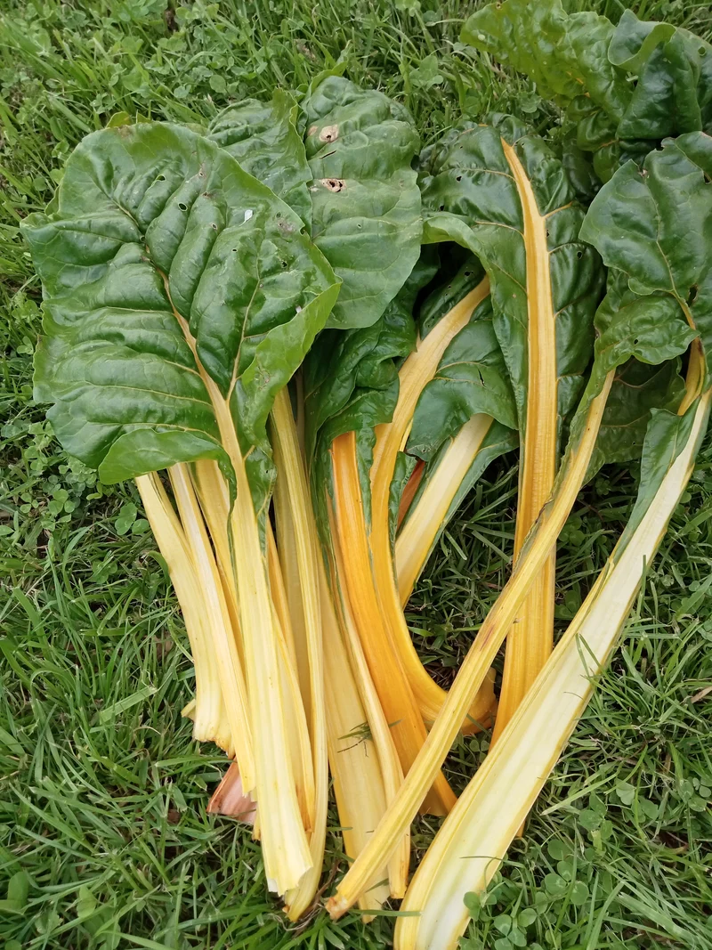 (Blette) Poirée Yellow Bright