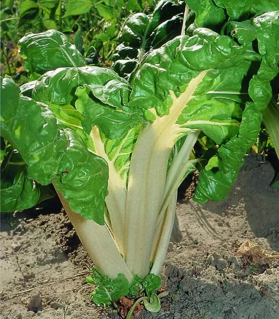 (Blette) Poirée verte à carde blanche
