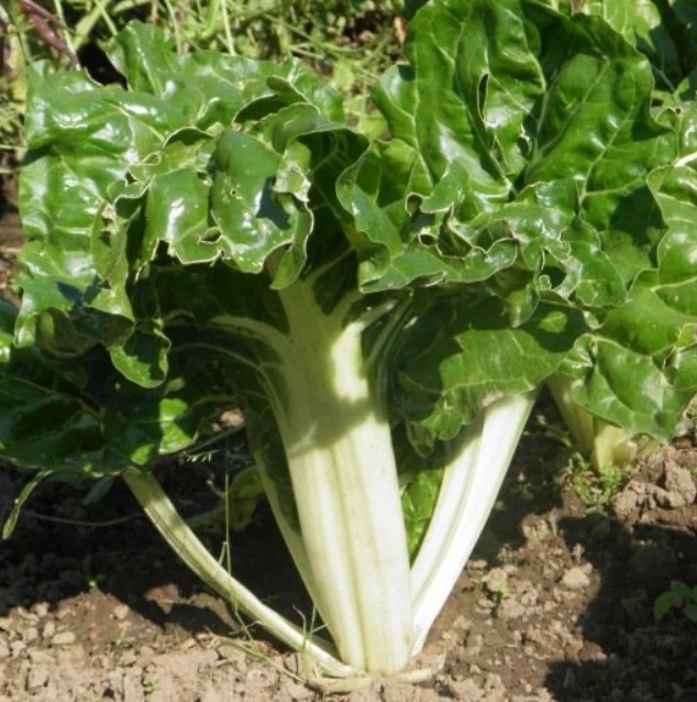 (Blette) Poirée verte à carde blanche