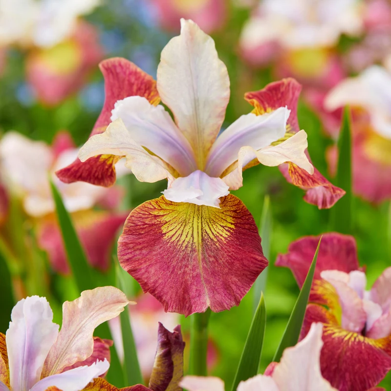 3 Iris de Sibérie Sugar Rush