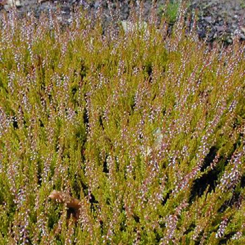 Bruyère d'été Cuprea Callune cuivrée