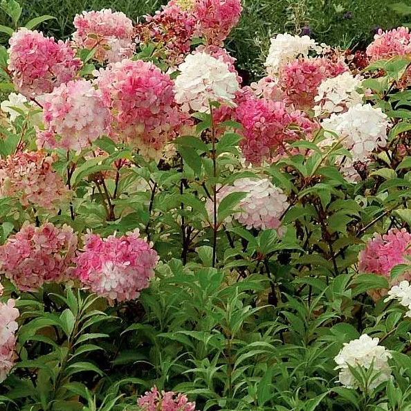 2 Hortensias Vanille Fraise® Renhy