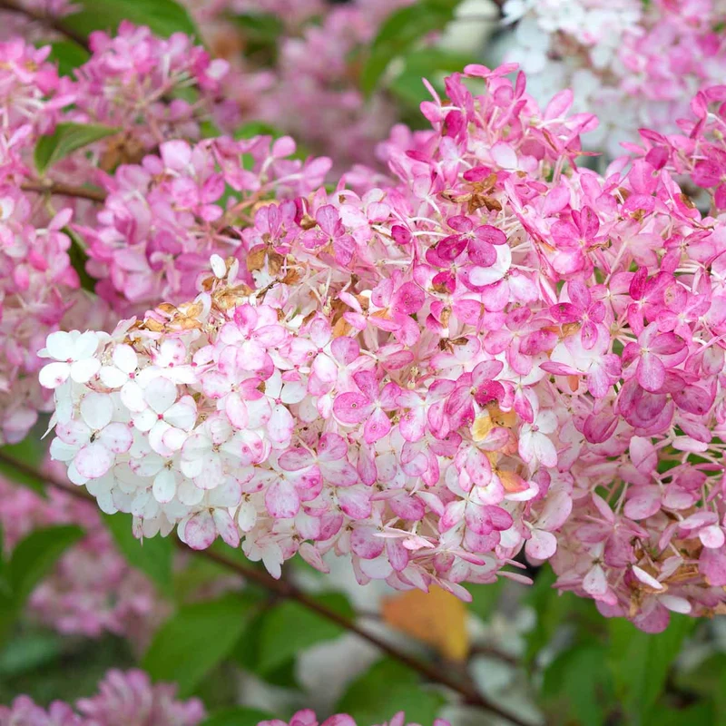 2 Hortensias Vanille Fraise® Renhy