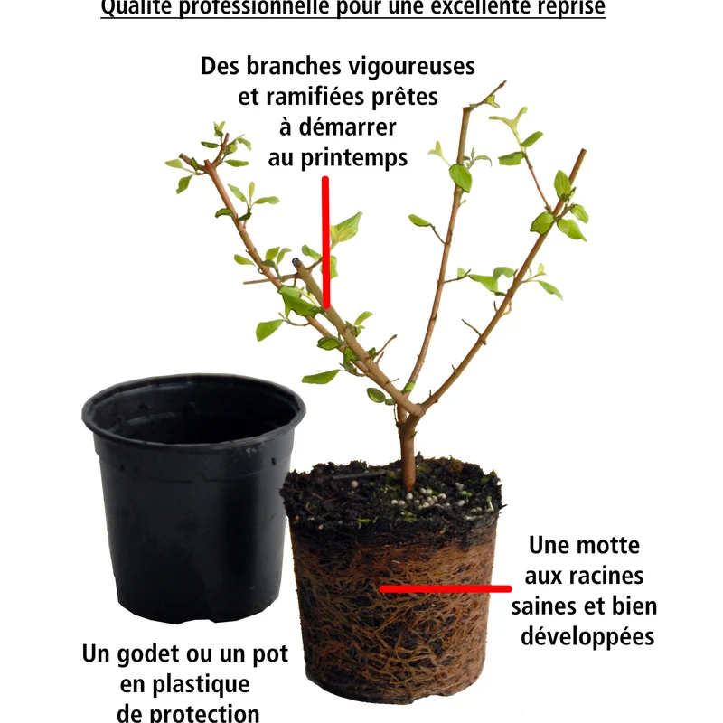 2 Hortensias Vanille Fraise® Renhy