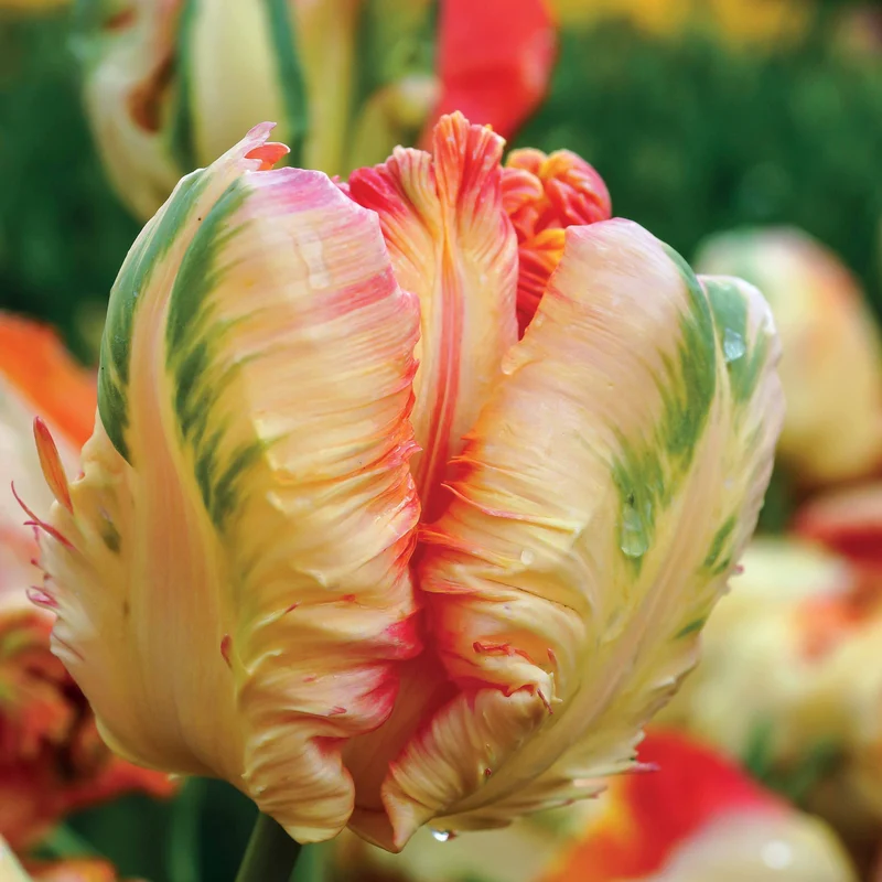 10 Tulipes perroquet Apricot Parrot