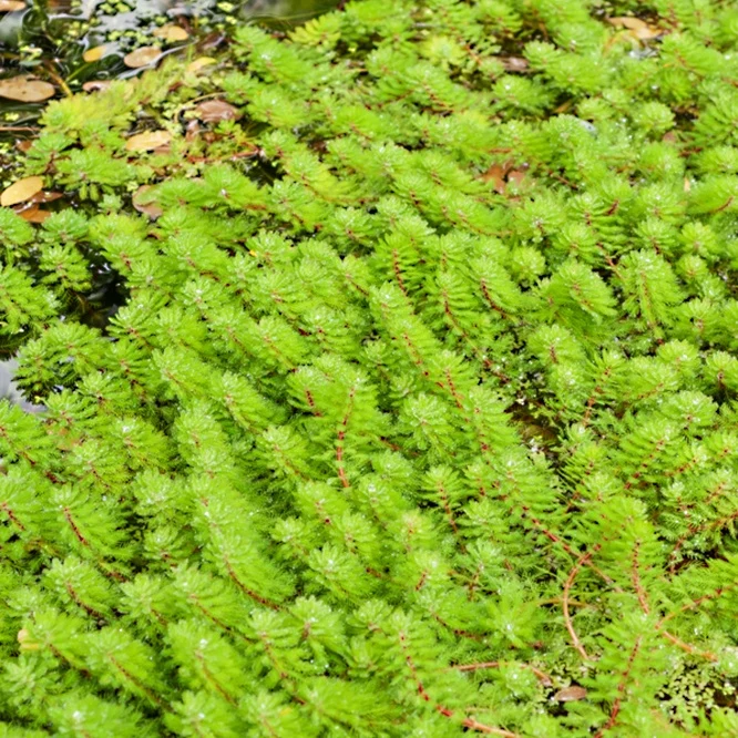 Myriophylle Red Stem