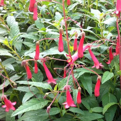 Fuschia du Cap African Queen