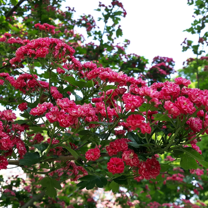Aubépine rouge