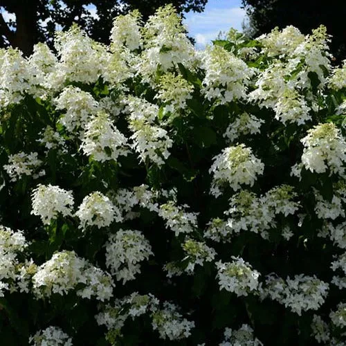 Hortensia paniculé Great Star® Le Vasterival
