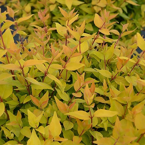 Abélia Gold Touch® BMR Gold