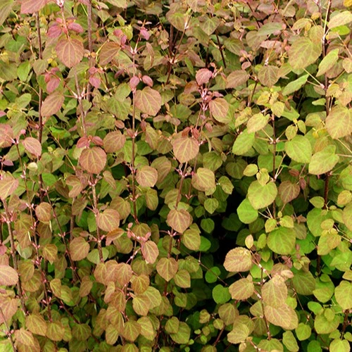 Arbre au caramel Katsura