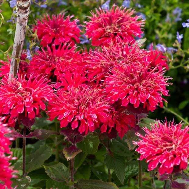 Monarde Bee Happy ®
