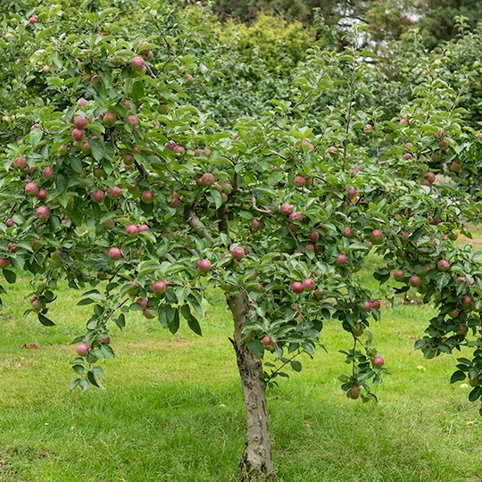 Pommier Melrose