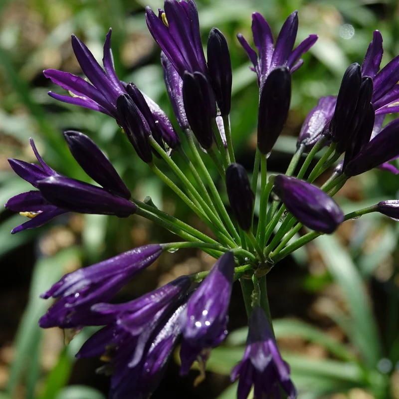 Agapanthe PITCHOUNE ® Violet