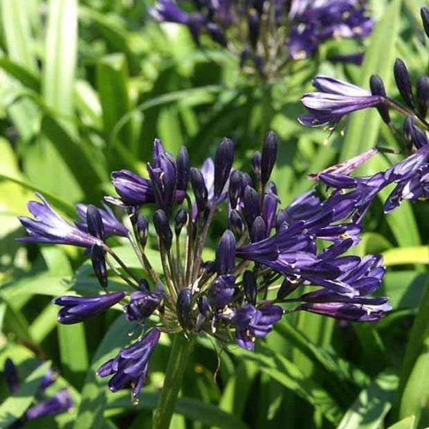 Agapanthe PITCHOUNE ® Violet