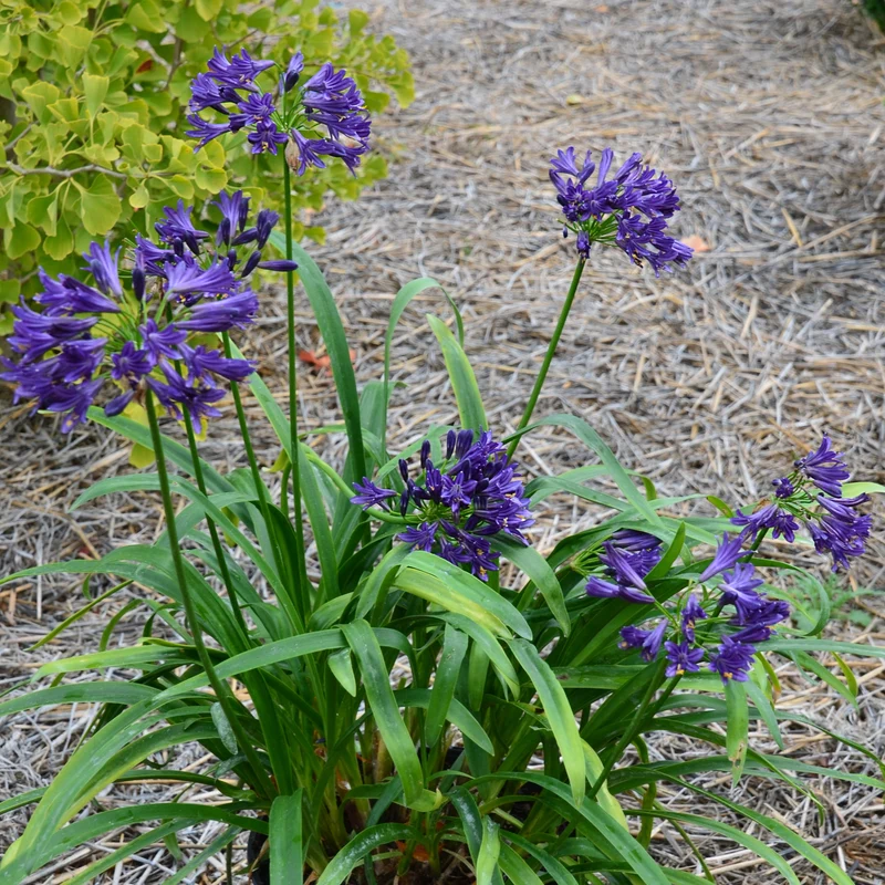 Agapanthe PITCHOUNE ® Violet