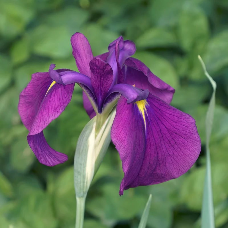 Iris du Japon Variegata