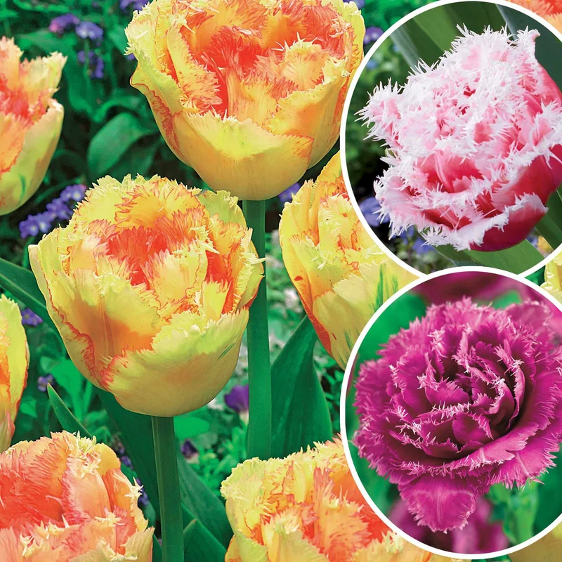 Collection de 15 Tulipes frangées : Queensland, Mascotte, Vaya con Dios