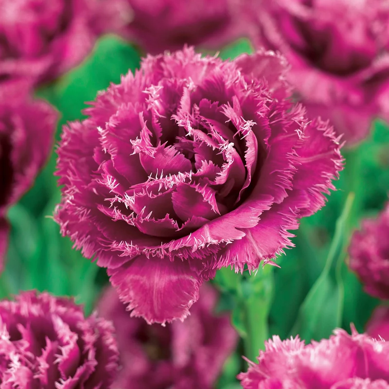 Collection de 15 Tulipes frangées : Queensland, Mascotte, Vaya con Dios