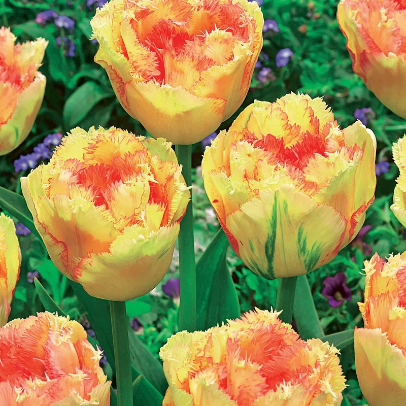 Collection de 15 Tulipes frangées : Queensland, Mascotte, Vaya con Dios