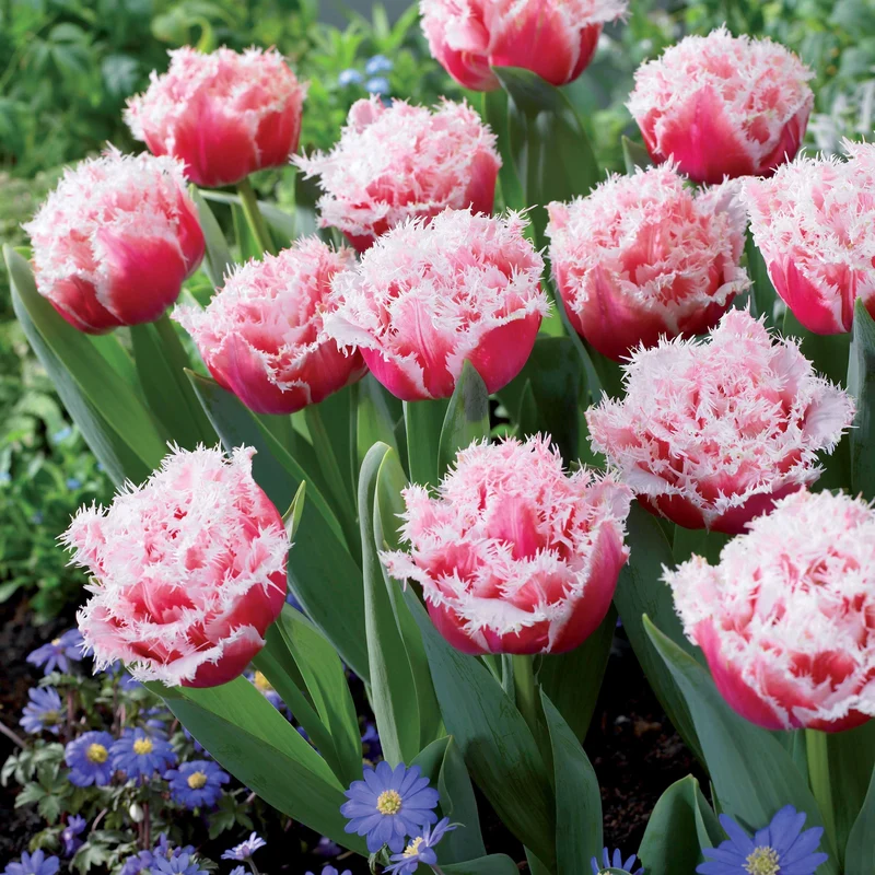 Collection de 15 Tulipes frangées : Queensland, Mascotte, Vaya con Dios