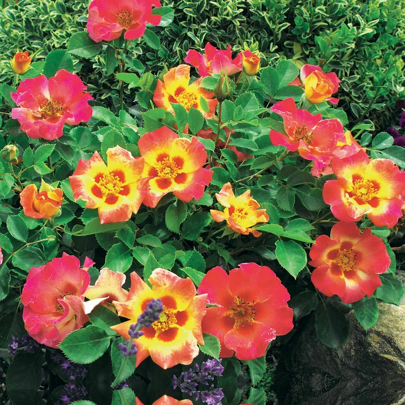 Rosier Babylon Eyes ® Sunshine Intereybabnus COV