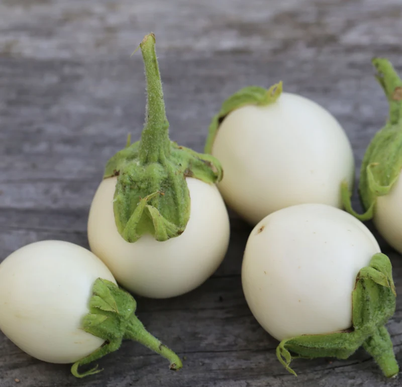 Aubergine Blanche Ronde d'oeuf