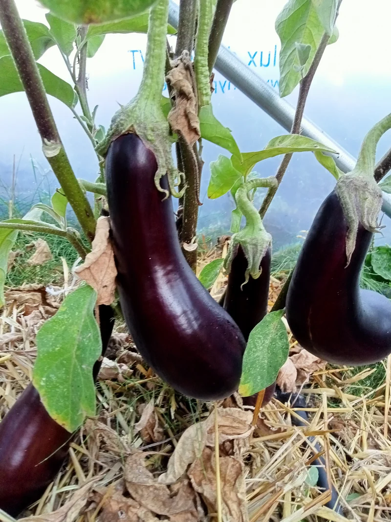 Aubergine De Barbantane