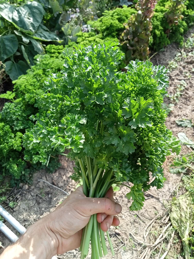 Persil frisé vert