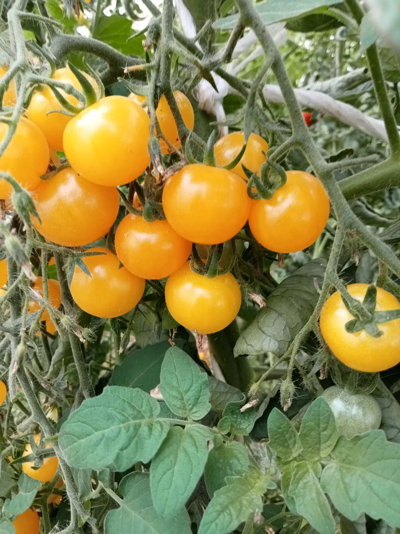 Tomate Cerise Sun baby