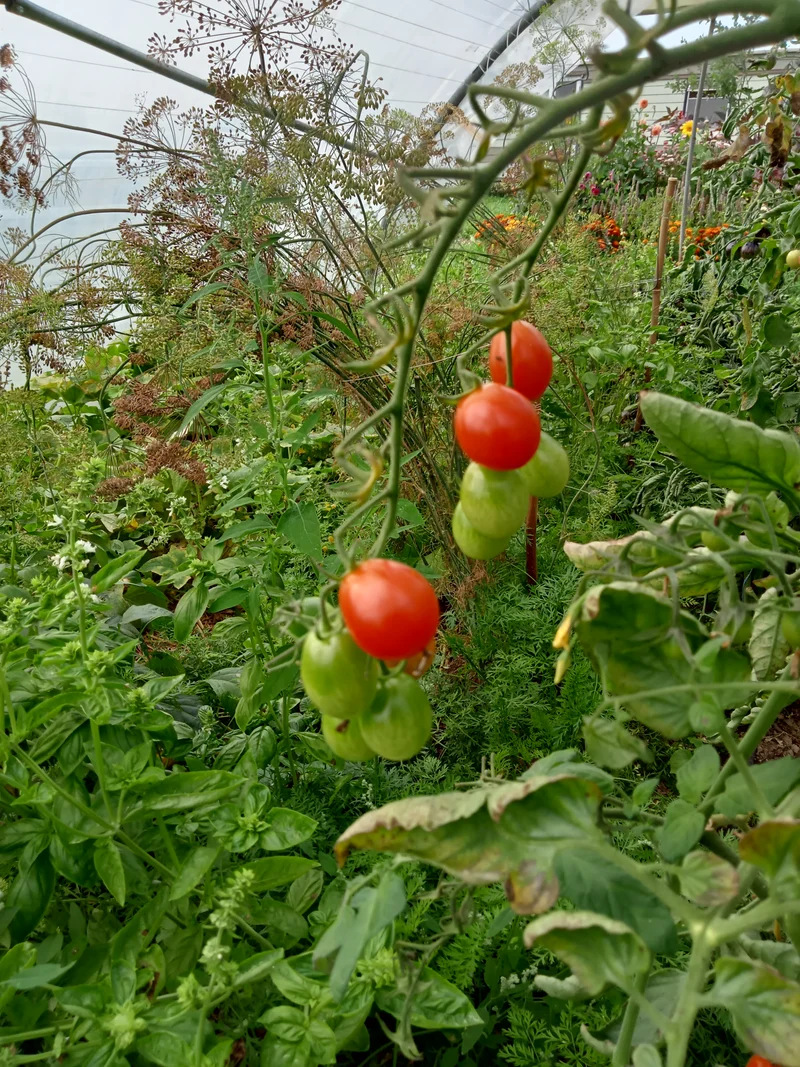 Tomate Cerise Coeur de Pigeon