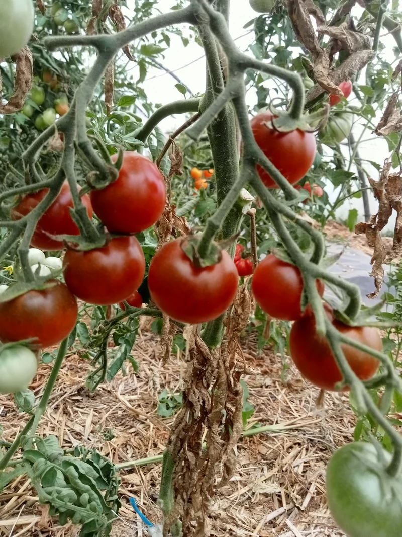 Tomate Cerise Brown Berry