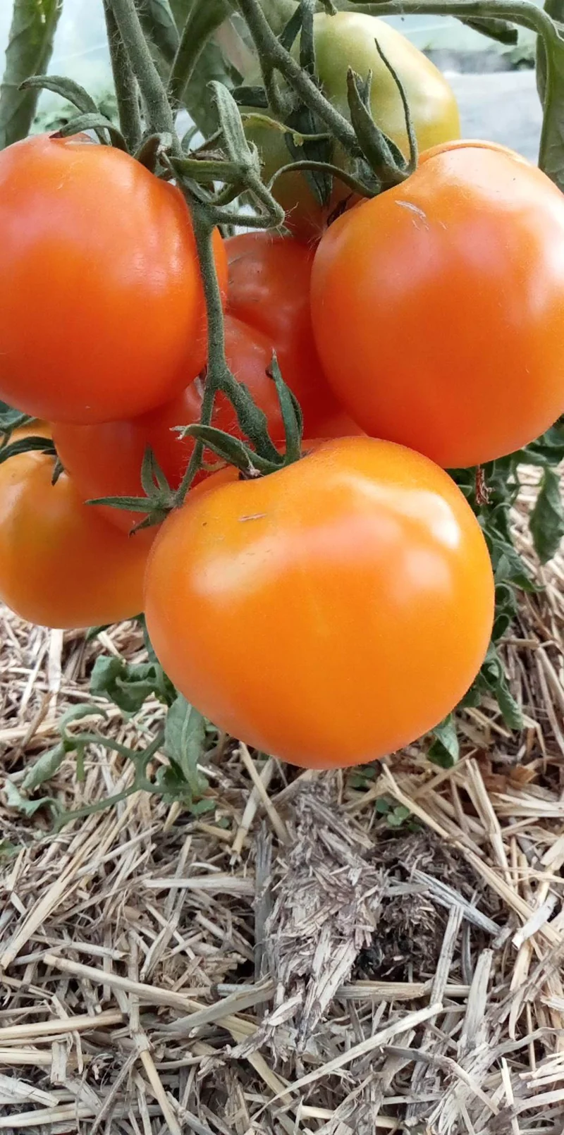 Tomate Yellow Belgian
