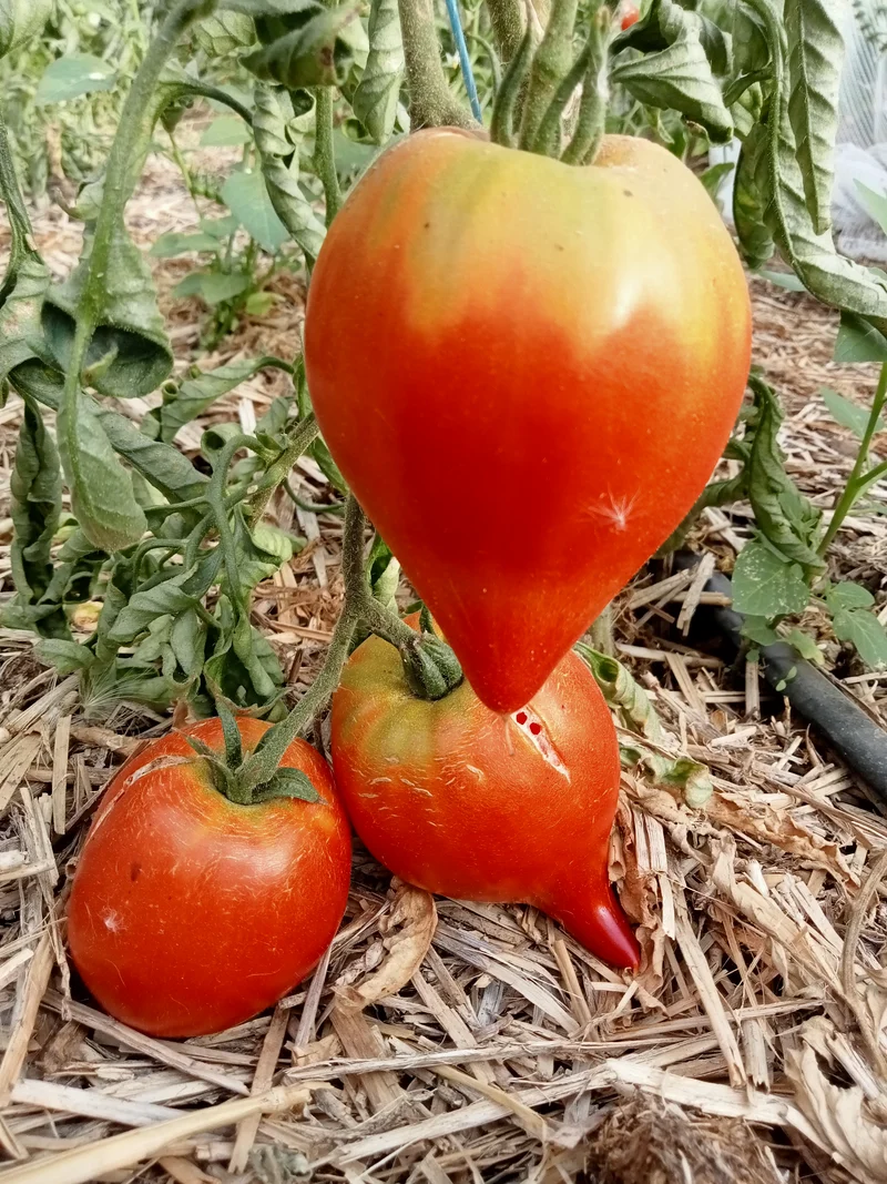 Tomate Téton de Vénus