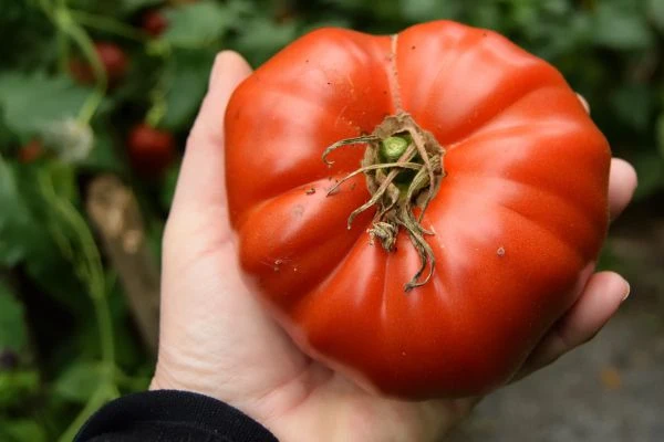 Tomate Suzy