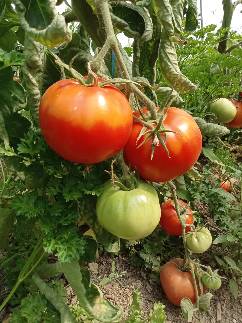Tomate Saint Pierre