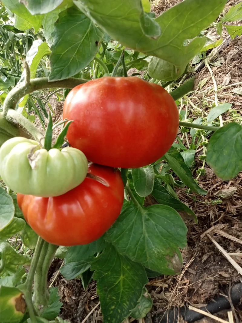 Tomate Portugaise