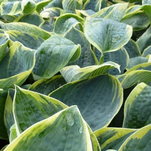 Hosta Sugar Daddy