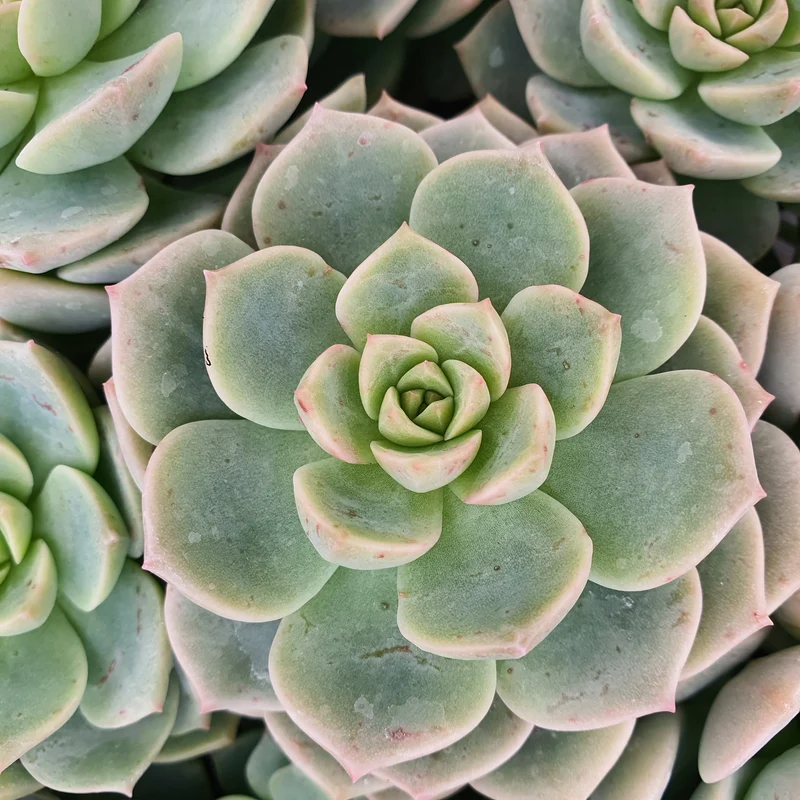 Echeveria rose