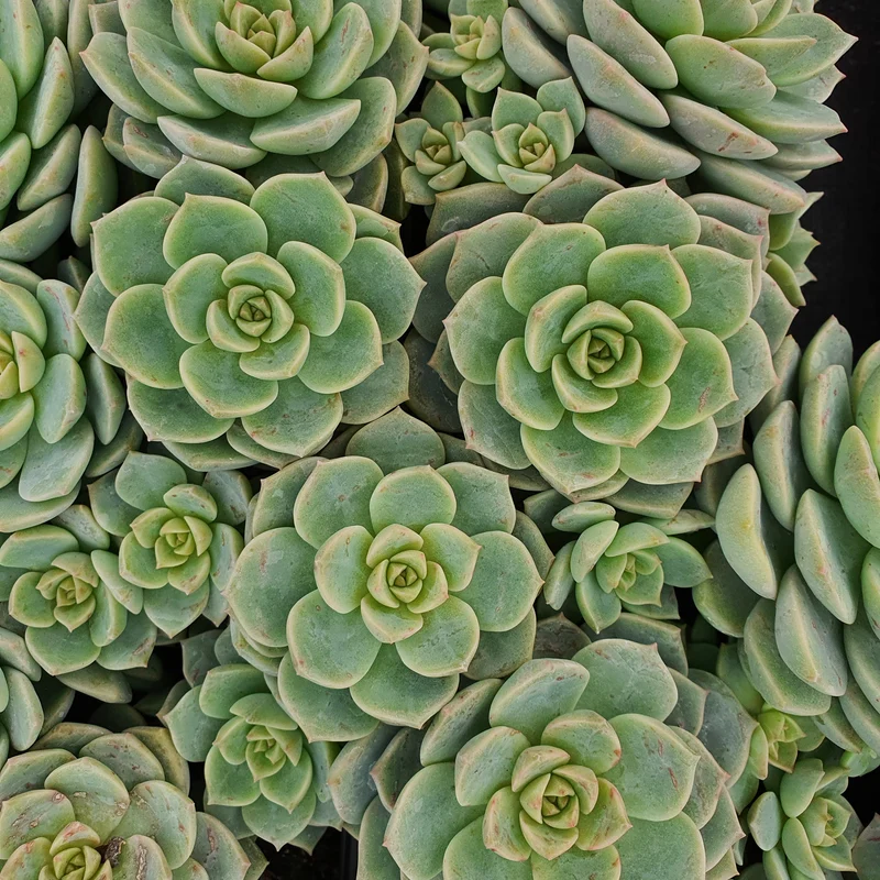 Echeveria rose