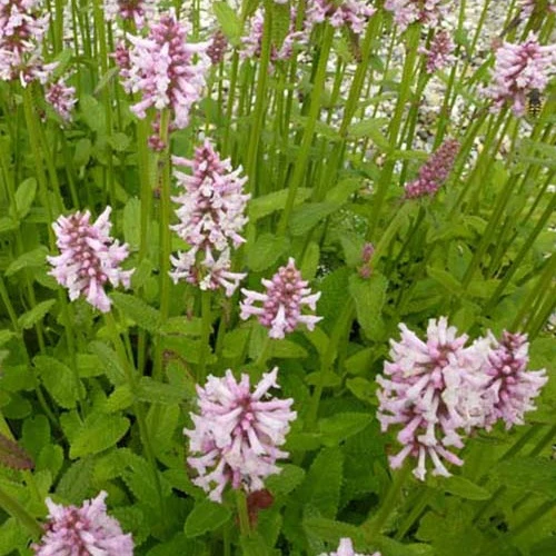 Epiaire Rosea