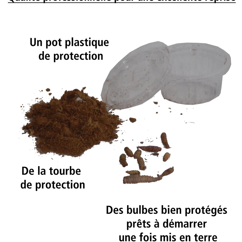 10 Achimènes en mélange