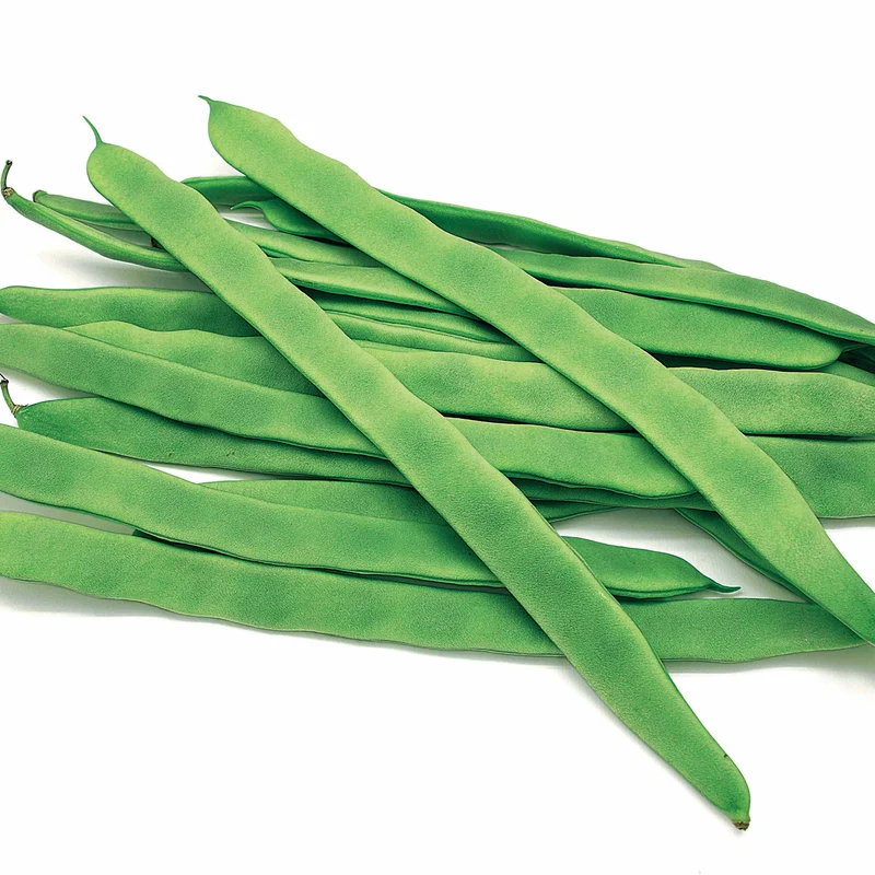 Haricot à rames plat Planeta