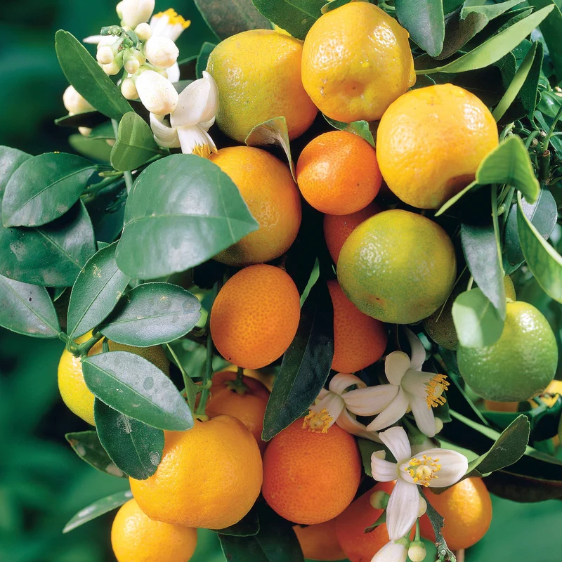 Collection de 3 mini-fruitiers pour terrasses méditerranéennes