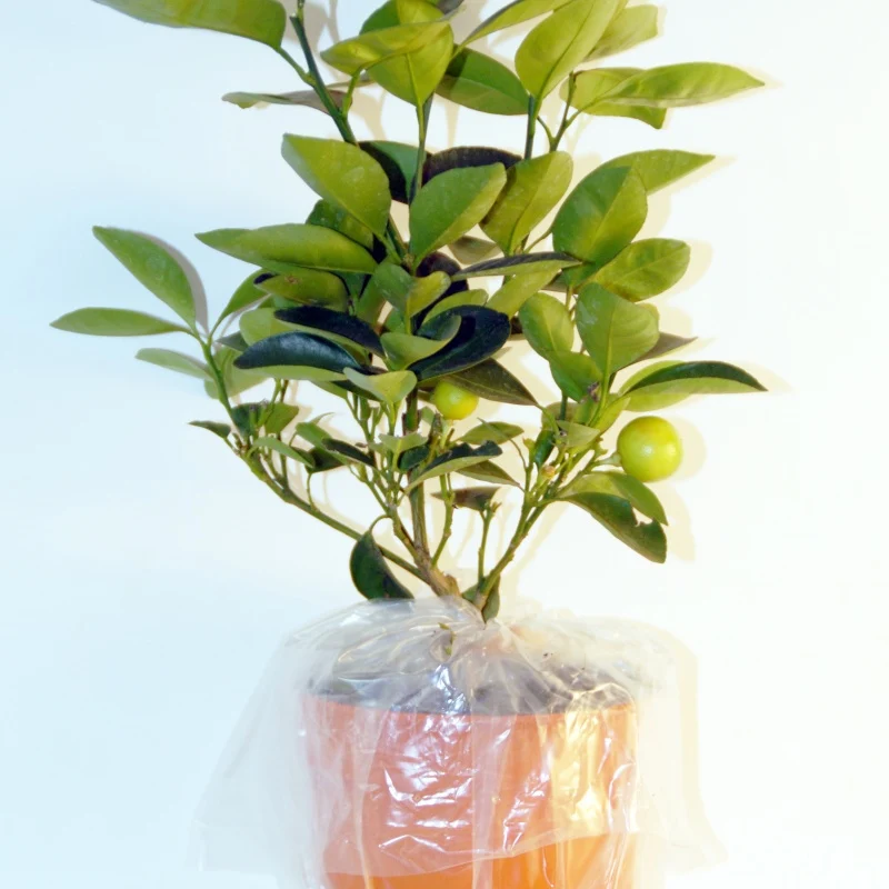 Collection de 3 mini-fruitiers pour terrasses méditerranéennes