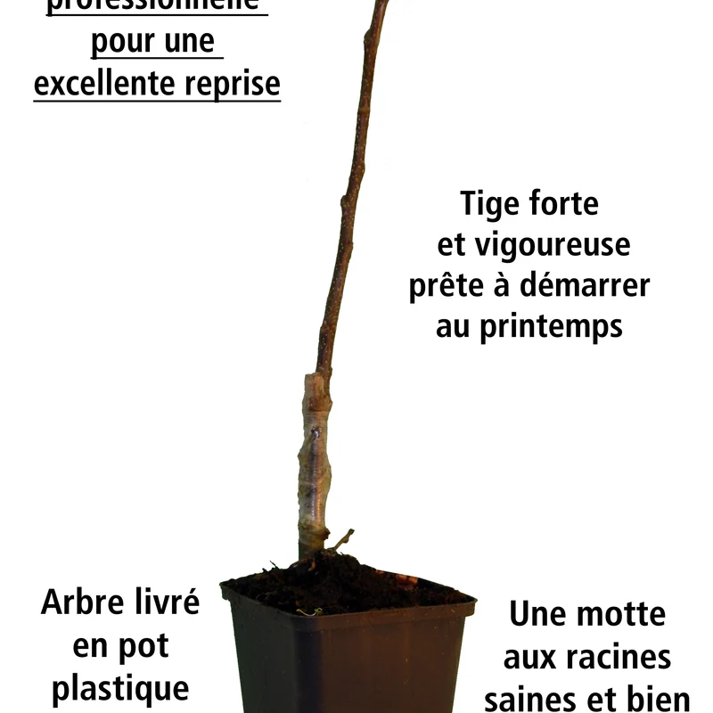 Collection de 3 mini-fruitiers pour terrasses méditerranéennes
