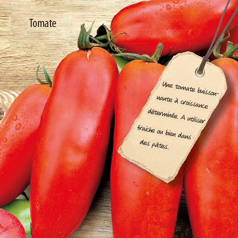 Tomate Wendy F1
