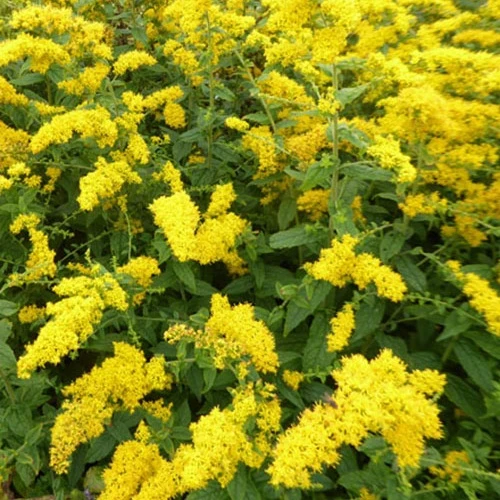 Solidago rugosa