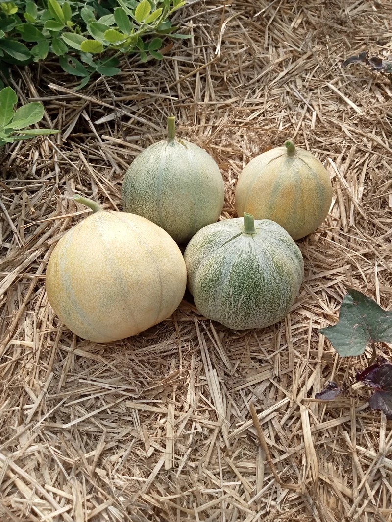 Melon Petit Gris de Rennes